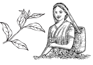 tea plucking